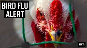 Bird flu can jump from poultry and wild birds to humans credit: Bird Flu All Your Frequently Asked Questions On Bird Flu Answered Ibtimes India