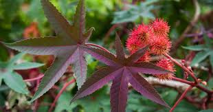 Image result for Ricinus