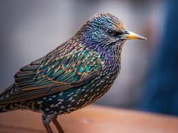 Any of various passerine birds of the family sturnidae, native to the eastern hemisphere and characteristically having a short tail, pointed wings, and. The Amazing Colors Of A Starling Natureisfuckinglit