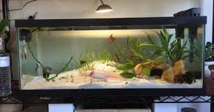 It has since been set up and planted. Panduan Lengkap Memelihara Axolotl Si Binatang Eksotis Gerava Ikan Hias Burung Kicau Kucing Anjing