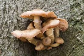 Maybe you would like to learn more about one of these? Olivier Principales Maladies Et Traitements Possibles