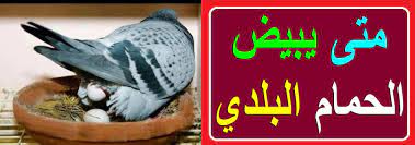 وتعيد الحمام الى وضع البيض مرة أخرى ويقدم للحمام 3 أيام بعد كل عش. Ù…ØªÙ‰ ÙŠØ¨ÙŠØ¶ Ø§Ù„Ø­Ù…Ø§Ù… Ø§Ù„Ø¨Ù„Ø¯ÙŠ
