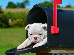 Jetzt hätte ich gerne ein plot uhrzeit vs. Warum Mogen Hunde Keine Postboten