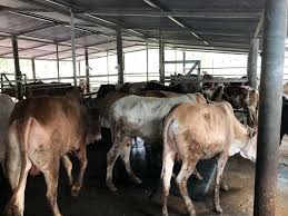 Nasi dagang yang paling terkenal di terengganu berasal dari kampung ladang, sebuah kawasan di dalam daerah kuala terengganu. Rb Agro Farm Lembu Untuk Dijual