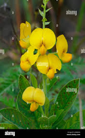 Image result for Crotalaria spectabilis