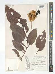 Image result for Combretum adenogonium