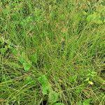 Image result for Fimbristylis quinquangularis