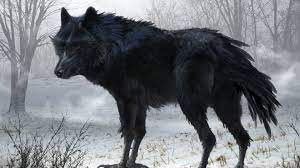So is 1440p worth that extra money? 70 Black Wolf Wallpapers On Wallpapersafari