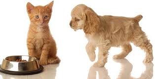 Cute Puppy Kitten Free Stock Photos Download 1 566 Free Stock Photos For Commercial Use Format Hd High Resolution Jpg Images Error occurred when generating embed. cute puppy kitten free stock photos