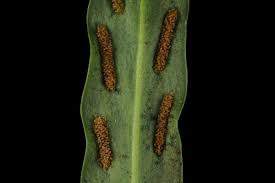 Image result for Loxogramme