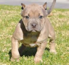 American Bully Pups Google Zoeken Puppies Bully Dog Dogs