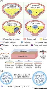 Intravesical Hydrogels As Drug Reservoirs Trends In Biotechnology