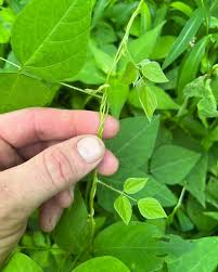 Image result for Amphicarpaea