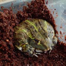 Image result for Pycreus africanus