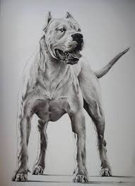 Minimum of 4 dogs earning titles. Beautiful Dog Argentino Dogo Argentino Dog My Pet Dog