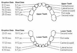 Baby Teeth Chart Supernumerary Teeth Hyperdontia