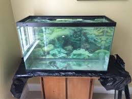 Pin On Aquarium Life For Me