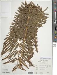 Image result for Pteris linearis