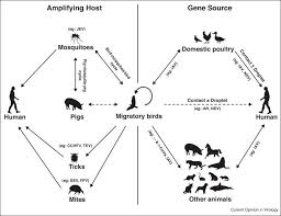 Wild aquatic birds are carriers of the full variety of influenza virus a subtypes, and thus. Cross Species Transmission And Emergence Of Novel Viruses From Birds Abstract Europe Pmc