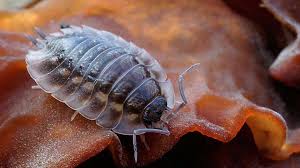 We did not find results for: What Is A Minibeast And Other Bug Facts Woodland Trust