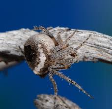 Image result for Centema subfusca