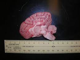 Congenital And Inherited Cerebellar Disorders In Animals Nervous System Veterinary Manual