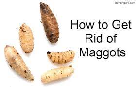 Drink a gallon of bleach. Complete Guide To Get Rid Of Maggots