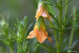 Image result for Hermannia eenii