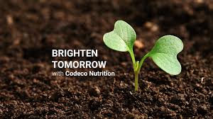 We are well establish software solutions provider that offers software products and web solutions to customers around the globe. Codeco Nutrition Codeco Nutrition