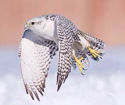 Tan Bird With Black And White Wings White Falcon Raptors Bird Beautiful Birds Birds Of Prey