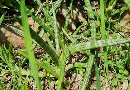 Image result for Sansevieria pearsonii