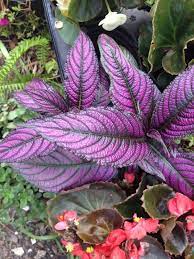 Persian Shield Strobilanthes Dyerianus Tropical Plant That Can Grow Well In Shade Outdoors Much Of The Year And Make House Plants Tropical Plants Perennials