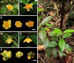 Image result for Theaceae