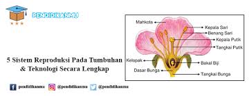 Terkeren 30 Gambar Bunga Alat Kelamin Jantan Dan Betina 5 Sistem Reproduksi Pada Tumbuhan Teknologi Secara Lengkap Kelamin Bunga Menggambar Bunga Pendidikan