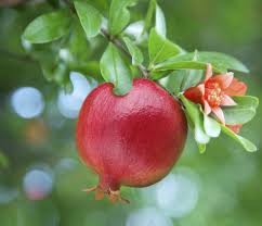 Grenadier Fruits Exotiques Arbre Fruitier Nain Graines De Grenade