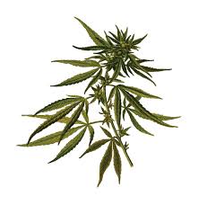 Free Clipart Of A Cannabis Plant Free pot leaf clipart for personal and commercial use. free clipart