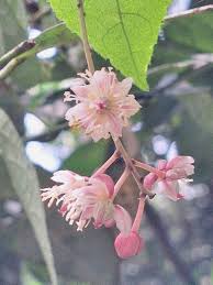 Image result for Rinorea ilicifolia