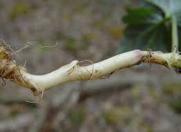 Image result for Cardamine maxima