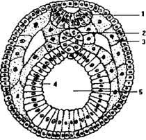 Гаструла лягушки бластопор. Срез лягушки. Легкое лягушки препарат. Срез лягушки. Срез нейрулы лягушки.
