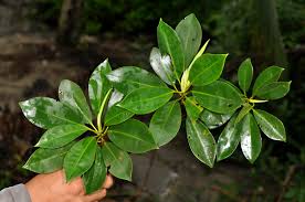 Image result for Bruguiera