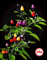 There are 234 bolivian rainbow for sale on etsy, and they cost 14,17 $ on average. Bolivian Rainbow Fatalii Seeds