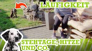 Wann lässt hund urin nach op?: Laufigkeit Bei Hunden Stehtage Hitze Und Co Youtube