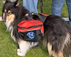 Maybe you would like to learn more about one of these? How To Make Your Dog A Service Dog Pet Comments