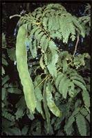 Image result for Entada chrysostachys