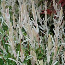 Check spelling or type a new query. Tricolor Willow Salix Integra Hakuro Nishiki In Boston Hopkinton Chelmsford Hingham Middleborough Massachusetts Ma At Weston Nurseries