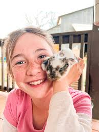 The sweetest miniature calf was born