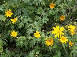 Image result for Tithonia diversifolia