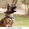 Tito the black belgian malinois at 6 months old. Https Encrypted Tbn0 Gstatic Com Images Q Tbn And9gct9aez A0qiu S Twth57bgad5h6g 8dr55pob20ujgv5 Uwmhm Usqp Cau