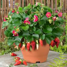 View our full range of strawberry plants for sale online in the uk. Berries Galore Rose