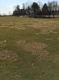 Image result for Kyllinga crassipes